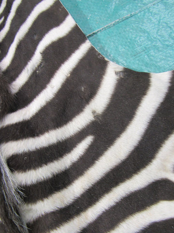 Real Baby Zebra Skin Rug Size: 42X33 inches Burchell's Hide Zebra Rug 87