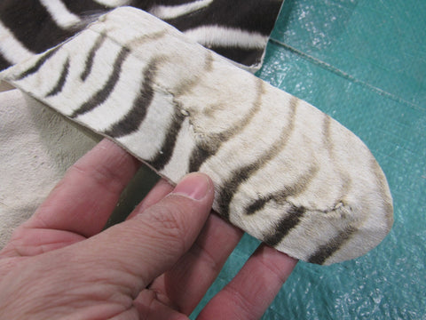 Real Baby Zebra Skin Rug Size: 42X33 inches Burchell's Hide Zebra Rug 87