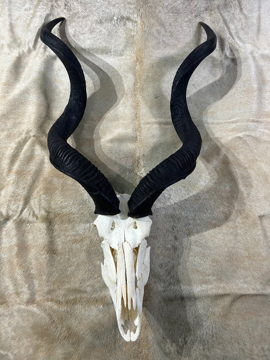 Real BIG Kudu Skull # XX (Horns are around 40/38 inches measured around the curls)