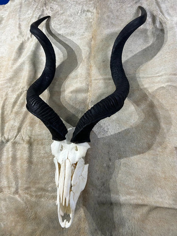 Real BIG Kudu Skull # XX (Horns are around 40/38 inches measured around the curls)