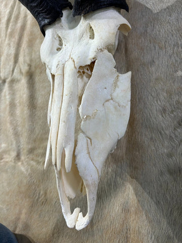 Real BIG Kudu Skull # XX (Horns are around 40/38 inches measured around the curls)