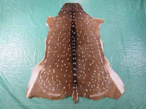 Gorgeous Axis Deer Skin (2 small holes at edge of belly/ has tiny tail) Size: 49x39" Axis-690