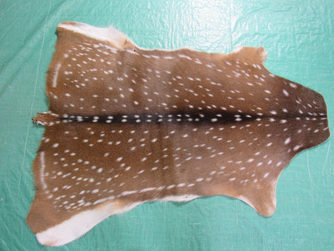 Gorgeous Axis Deer Skin (2 small holes at edge of belly/ has tiny tail) Size: 49x39" Axis-690