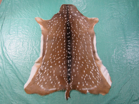 Gorgeous Axis Deer Skin (perfect tanning/ has tiny tail) Size: 47x38" Axis-691