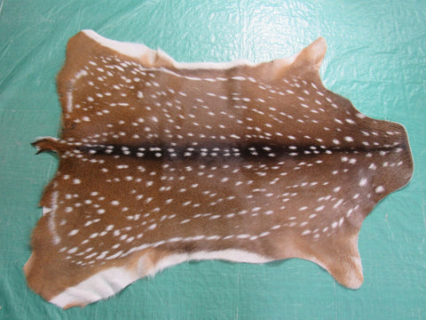 Gorgeous Axis Deer Skin (perfect tanning/ has tiny tail) Size: 47x38" Axis-691