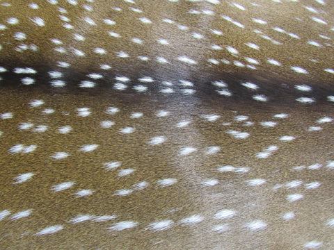 Gorgeous Axis Deer Skin (perfect tanning/ has tiny tail) Size: 47x38" Axis-691