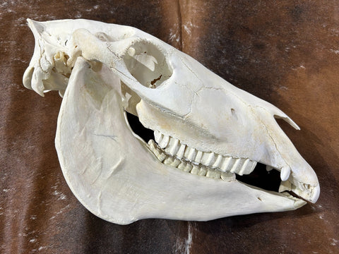 Donkey Skull - Real Donkey Cranium # CC- Approximate Size: About 10.5" tall X 7" wide X 19" deep