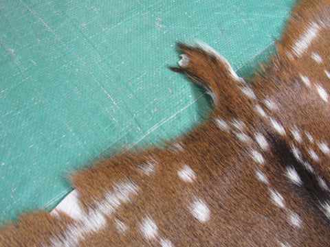 Gorgeous Axis Deer Skin (perfect tanning/ has tiny tail) Size: 47x38" Axis-691