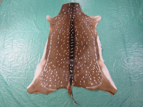 Gorgeous Axis Deer Skin (perfect tanning/ has small tail) Size: 46x37" Axis-692