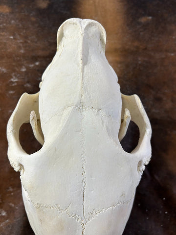 Donkey Skull - Real Donkey Cranium # CC- Approximate Size: About 10.5" tall X 7" wide X 19" deep