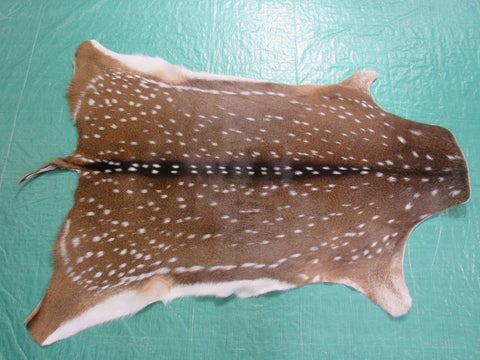 Gorgeous Axis Deer Skin (perfect tanning/ has small tail) Size: 46x37" Axis-692