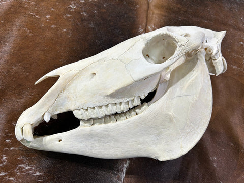 Donkey Skull - Real Donkey Cranium # CC- Approximate Size: About 10.5" tall X 7" wide X 19" deep