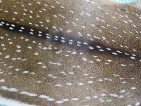 Gorgeous Axis Deer Skin (perfect tanning/ has small tail) Size: 46x37" Axis-692