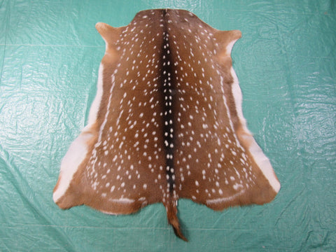 Gorgeous Axis Deer Skin (perfect tanning/ has nice tail) Size: 43x39" Axis-693