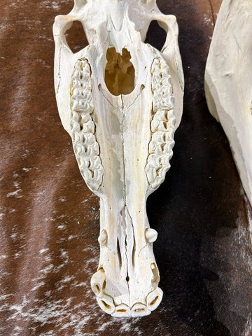 Donkey Skull - Real Donkey Cranium # CC- Approximate Size: About 10.5" tall X 7" wide X 19" deep