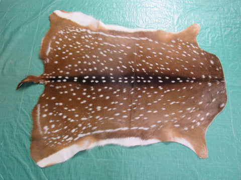 Gorgeous Axis Deer Skin (perfect tanning/ has nice tail) Size: 43x39" Axis-693