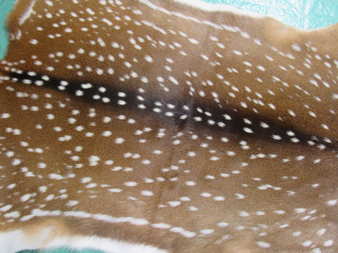 Gorgeous Axis Deer Skin (perfect tanning/ has nice tail) Size: 43x39" Axis-693