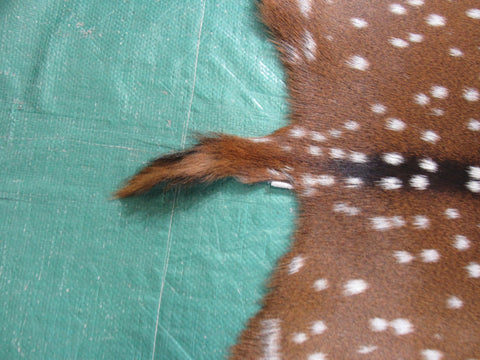 Gorgeous Axis Deer Skin (perfect tanning/ has nice tail) Size: 43x39" Axis-693