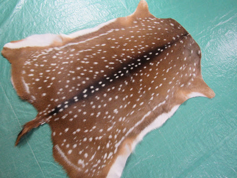 Gorgeous Axis Deer Skin (perfect tanning/ has nice tail) Size: 43x39" Axis-693