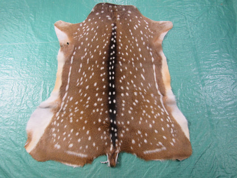 Gorgeous Top Grade Axis Deer Skin (perfect tanning/ has nice tail/ small hole) - Size: 44x37" Axis-694