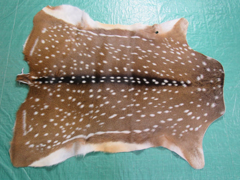 Gorgeous Top Grade Axis Deer Skin (perfect tanning/ has nice tail/ small hole) - Size: 44x37" Axis-694