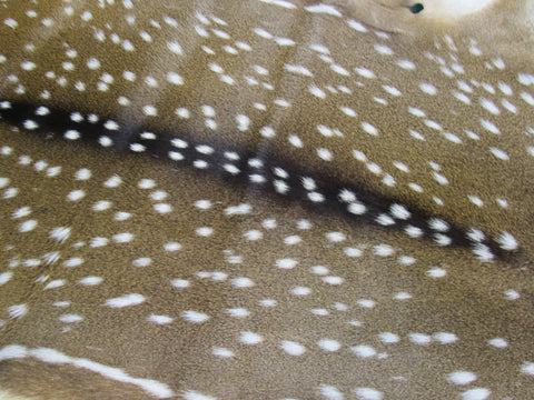 Gorgeous Top Grade Axis Deer Skin (perfect tanning/ has nice tail/ small hole) - Size: 44x37" Axis-694