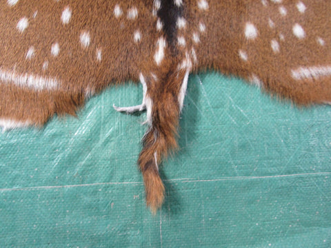 Gorgeous Top Grade Axis Deer Skin (perfect tanning/ has nice tail/ small hole) - Size: 44x37" Axis-694