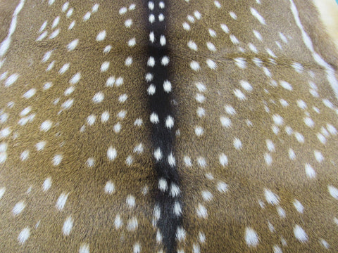 Gorgeous Top Grade Axis Deer Skin (perfect tanning/ has nice tail/ small hole) - Size: 44x37" Axis-694