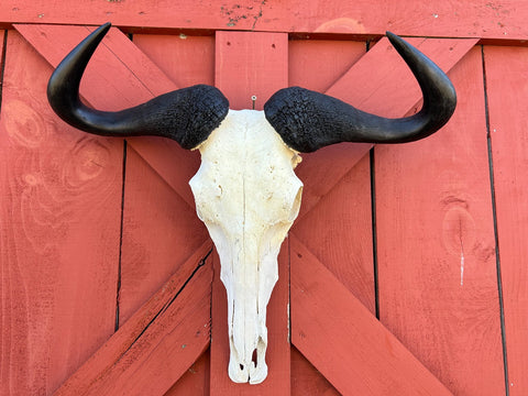 Gnu Skull - Big Wildebeest Skull, Mature Old Wildebeest Skull African Antelope Horns + Skull/ Gnu Skull / Blue Wildebeest Skull #RED BARN