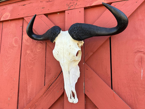 Gnu Skull - Big Wildebeest Skull, Mature Old Wildebeest Skull African Antelope Horns + Skull/ Gnu Skull / Blue Wildebeest Skull #RED BARN