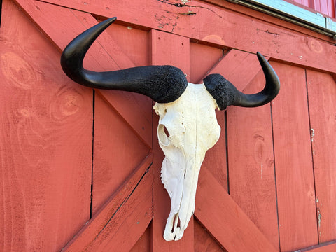 Gnu Skull - Big Wildebeest Skull, Mature Old Wildebeest Skull African Antelope Horns + Skull/ Gnu Skull / Blue Wildebeest Skull #RED BARN