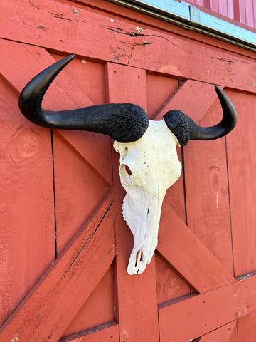 Gnu Skull - Big Wildebeest Skull, Mature Old Wildebeest Skull African Antelope Horns + Skull/ Gnu Skull / Blue Wildebeest Skull #RED BARN