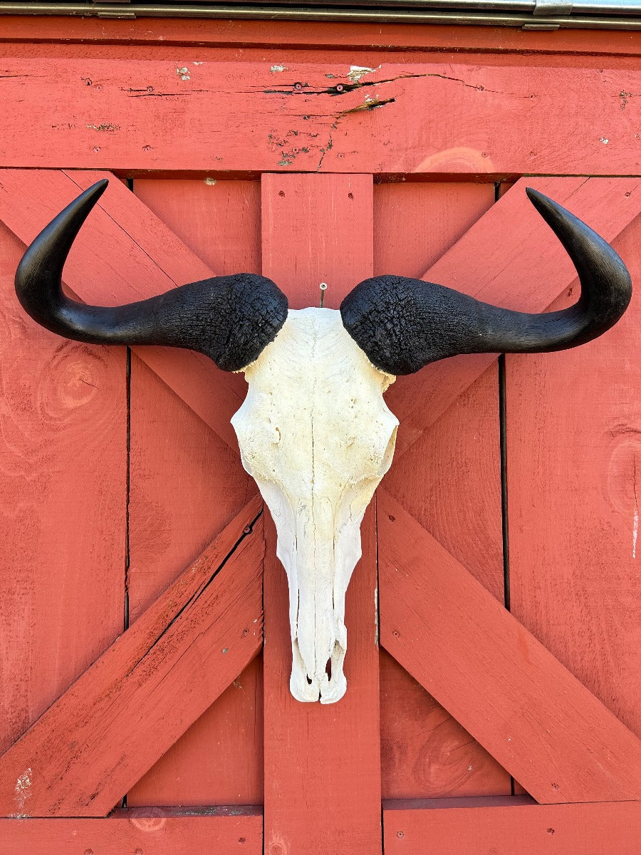 Gnu Skull - Big Wildebeest Skull, Mature Old Wildebeest Skull African Antelope Horns + Skull/ Gnu Skull / Blue Wildebeest Skull #RED BARN