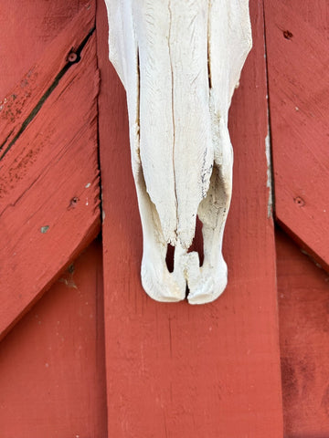 Gnu Skull - Big Wildebeest Skull, Mature Old Wildebeest Skull African Antelope Horns + Skull/ Gnu Skull / Blue Wildebeest Skull #RED BARN