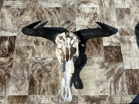 Gnu Skull - Big Wildebeest Skull, Mature Old Wildebeest Skull African Antelope Horns + Skull/ Gnu Skull / Blue Wildebeest Skull #RED BARN