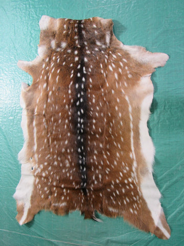 Huge Axis Deer Skin (some small holes) Size: 51x40 inches Axis-626