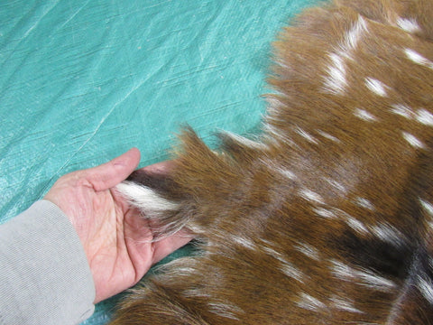 Huge Axis Deer Skin (some small holes) Size: 51x40 inches Axis-626