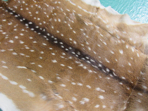 Axis Deer Skin (several tiny holes) Size: 42x39 inches Axis-627