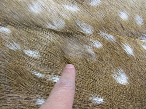 Axis Deer Skin (several tiny holes) Size: 42x39 inches Axis-627