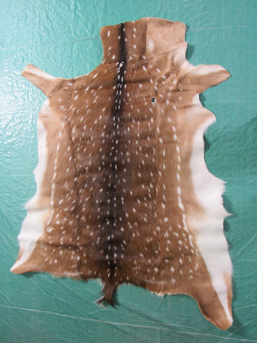 Axis Deer Skin ( a few holes/a bit odd shaped) Size: 44x39 inches Axis-628