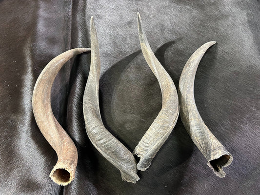 1 Natural Kudu Horn, Kudu Horn, big dog chew, Deer Horn Average Size XS: 20 to 23 inches long (around curls)