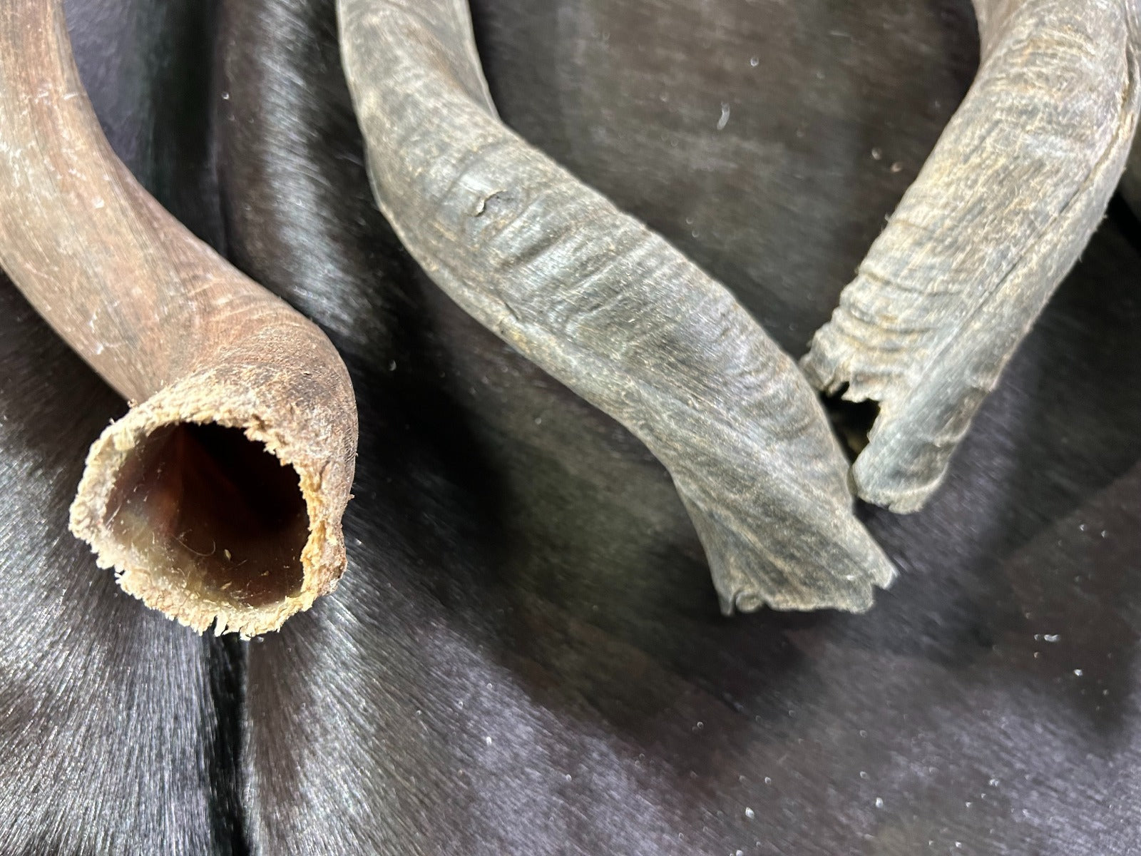 1 Natural Kudu Horn, Kudu Horn, big dog chew, Deer Horn Average Size XS: 20 to 23 inches long (around curls)
