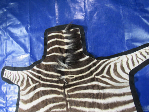 Real Zebra Skin Rug - Juvenile Size - BRAND NEW Burchell's Hide Zebra Rug - Size: 57"x52" (Tail is 21") #116