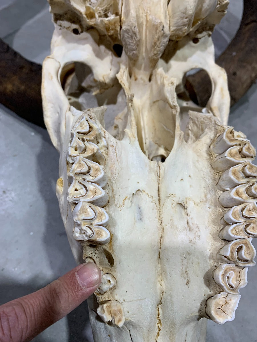 HUGE Real Kudu Skull - Real African Antelope Skull - Huge Horns (Horns are 56" measured around curls)