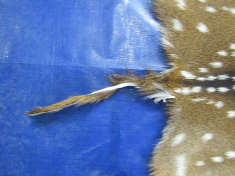 Gorgeous & Large Axis Deer Skin Size: 46x40" Axis-696