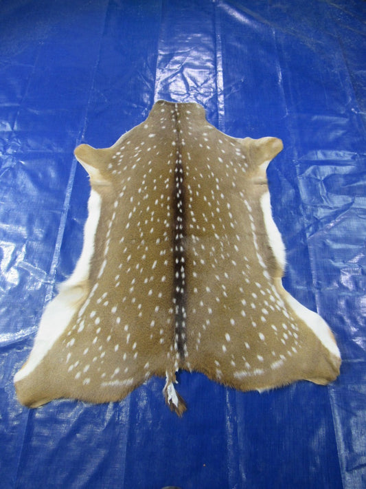 Gorgeous & Large Top Grade Axis Deer Skin - Size: 45x38" Axis-697