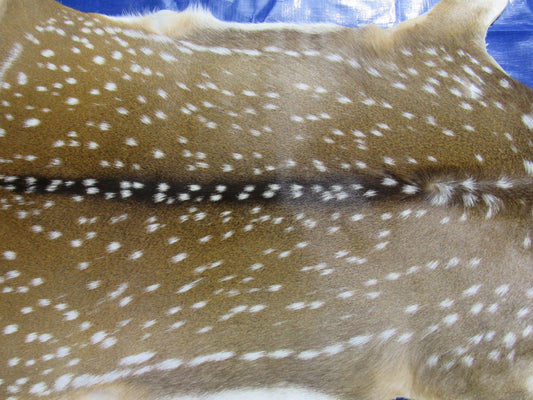 Top Grade Gorgeous & Large Axis Deer Skin - Size: 43x36" Axis-698