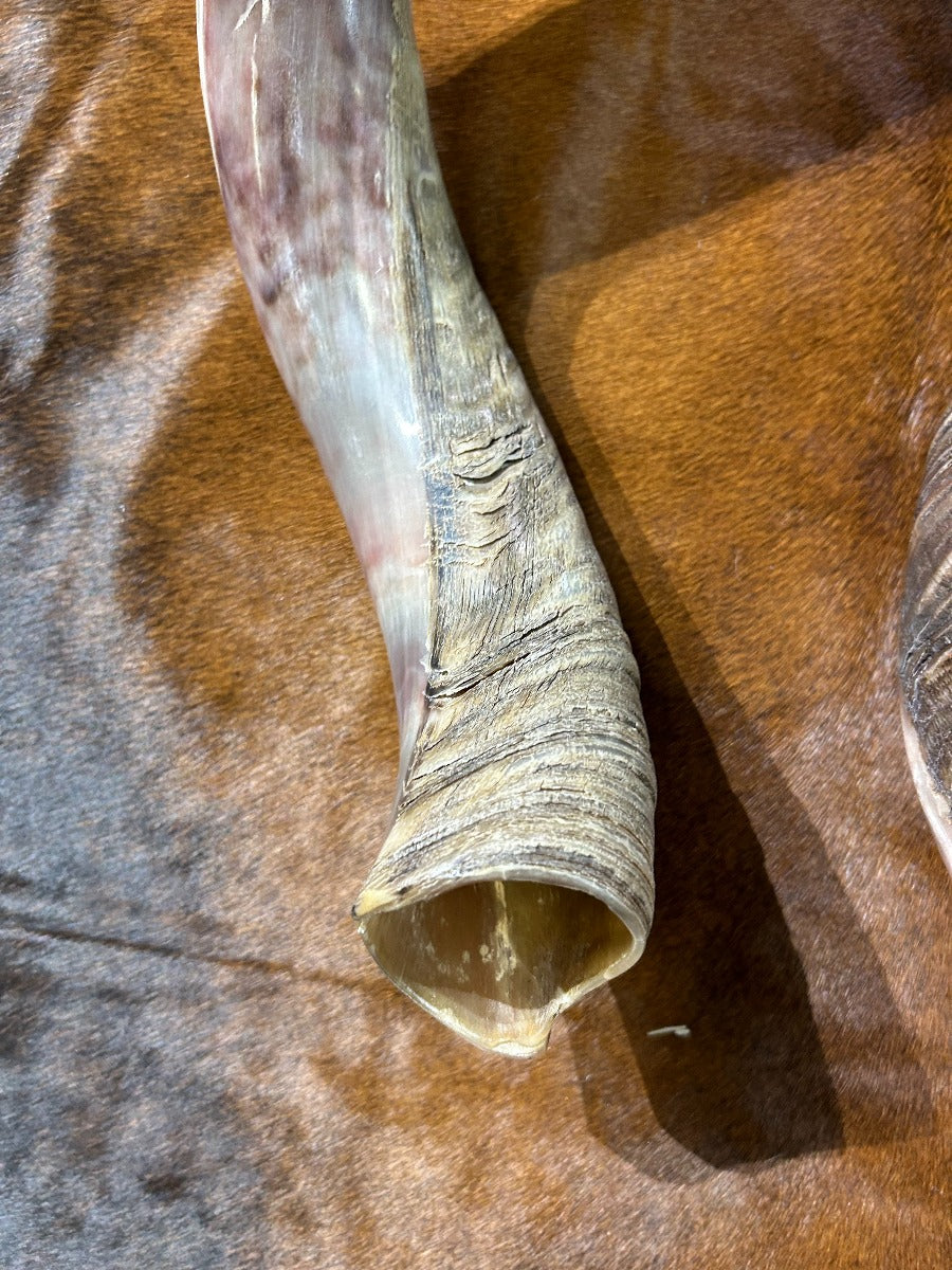 Kudu Horn, Outer Horn Size XX Large (Half Polished Half Natural) - XXLARGE Size: Approx. 36" (measured straight)/ approx 45" around curls