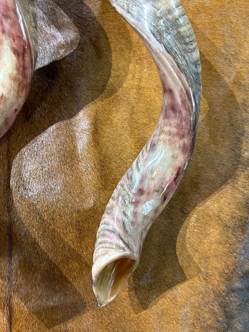 Kudu Horn, Outer Horn Size XX Large (Half Polished Half Natural) - XXLARGE Size: Approx. 36" (measured straight)/ approx 45" around curls