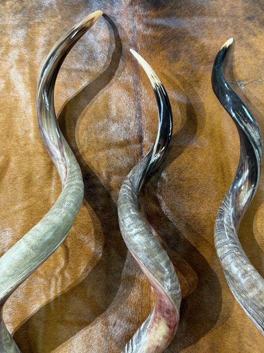 Kudu Horn, Outer Horn Size XX Large (Half Polished Half Natural) - XXLARGE Size: Approx. 36" (measured straight)/ approx 45" around curls